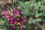 Frühling     2322.JPG