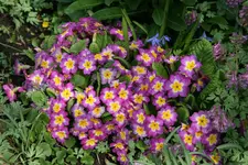 Frühling     2522.webp