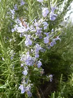 P1030177Rosmarin.webp