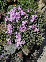 IMG_20220413_125354.jpg