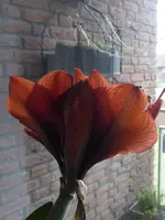 P1070467 -Amaryllis Ausschnitt.JPG