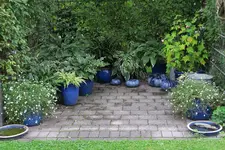 Hostaparade  1220.webp