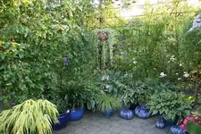 Hostaparade  1421.webp