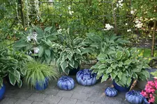 Hostaparade  1521.webp