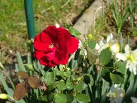 DSC02351.JPG