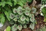 Heuchera  0120.JPG