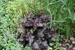 Heuchera  0821.JPG