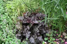 Heuchera  0821.webp