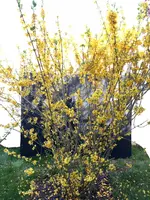 *Forsythia-D_EHS_Süd_01.jpg