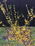 *Forsythia-D_EHS_Süd_02.jpg