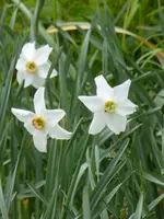 P1050299Dichternarzisse.webp