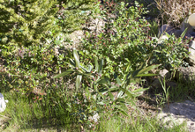 rosen.webp