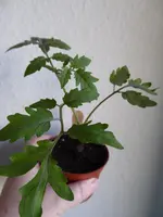 P1070519Tubis Streifenzipfel.webp