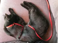 B2765981-7D60-47A4-A951-FB46AB0224FD.webp
