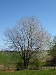 P1070484Wildkirsche.JPG