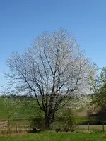 P1070484Wildkirsche.webp
