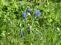 P1070486Traubenhyazinthe.webp