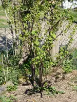 P1070490Schwarze Johannisbeere.webp
