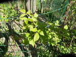 P1070493Himbeeren.JPG