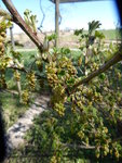 P1070495Rote Johannisbeere.JPG