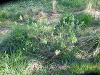 P1070496Kamtschatkabeere.webp