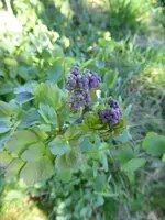 P1070498Wiesenraute.webp