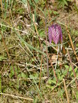 P1070505Schachbrettblume.JPG