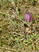 P1070505Schachbrettblume.webp