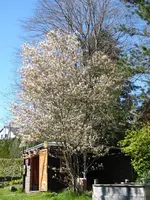 P1070507Felsenbirne.webp