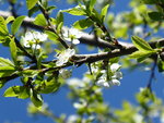 P1070508Mirabelle.JPG