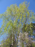 P1070511Birke.JPG
