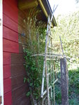 P1070513Clematis.JPG
