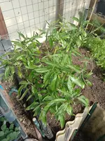 IMG_20220419_150526.webp