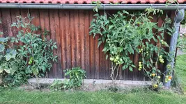 Tomaten bei mir01.webp