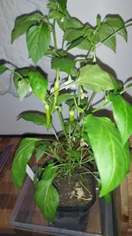 20220421_191400.webp