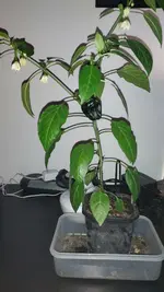 20220421_191204.jpg