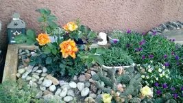 IMG_20190603_181534038.jpg
