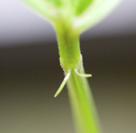 wid_aermchen.jpg wid_aermchen.jpg