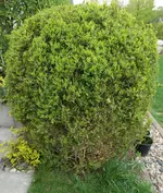BB 20220422.webp