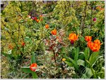 Tulpen und blühende Johannisbeeren.jpg