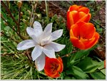 Tulpen und Sternmagnolie.jpg