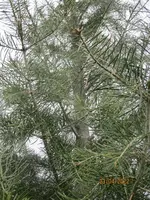 IMG_4463.JPG
