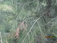 IMG_4465.webp