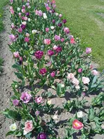 1650779327749.webp