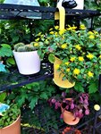 IMG_20210724_201528_4.jpg