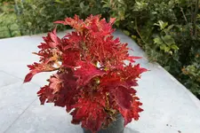 Buntnessel  0522.webp