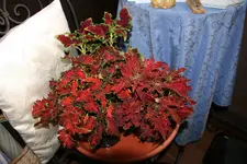 Buntnessel  0722.webp