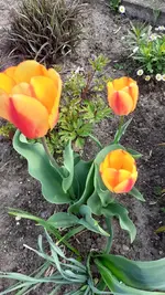 01 Tulpe.webp