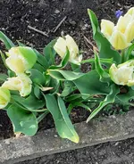 01.1 Tulpe.webp