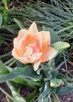 01.2 Tulpe.jpg